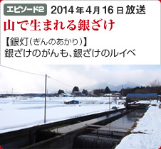 [エピソード2]山で生まれる銀ざけ【銀灯（ぎんのあかり）】銀ざけのがんも、銀ざけのルイベ