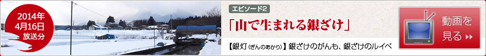 [エピソード2]山で生まれる銀ざけ【銀灯（ぎんのあかり）】銀ざけのがんも、銀ざけのルイベ