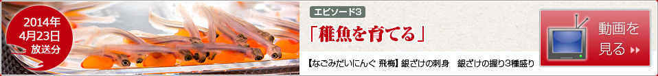 [エピソード3]稚魚を育てる【なごみだいにんぐ飛梅】銀ざけの刺身　銀ざけの握り3種盛り