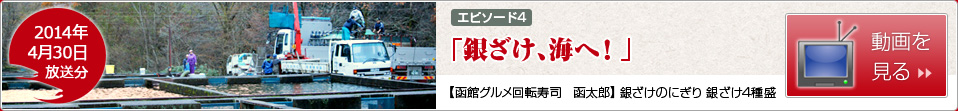 [エピソード4]銀ざけ、海へ！【函館グルメ回転寿司　函太郎】銀ざけのにぎり 銀ざけ4種盛